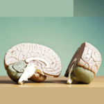 Die vier Gehirne nach Dr. Jill Bolte Taylor – ein Perspektivenwechsel für ein ganzheitliches Leben